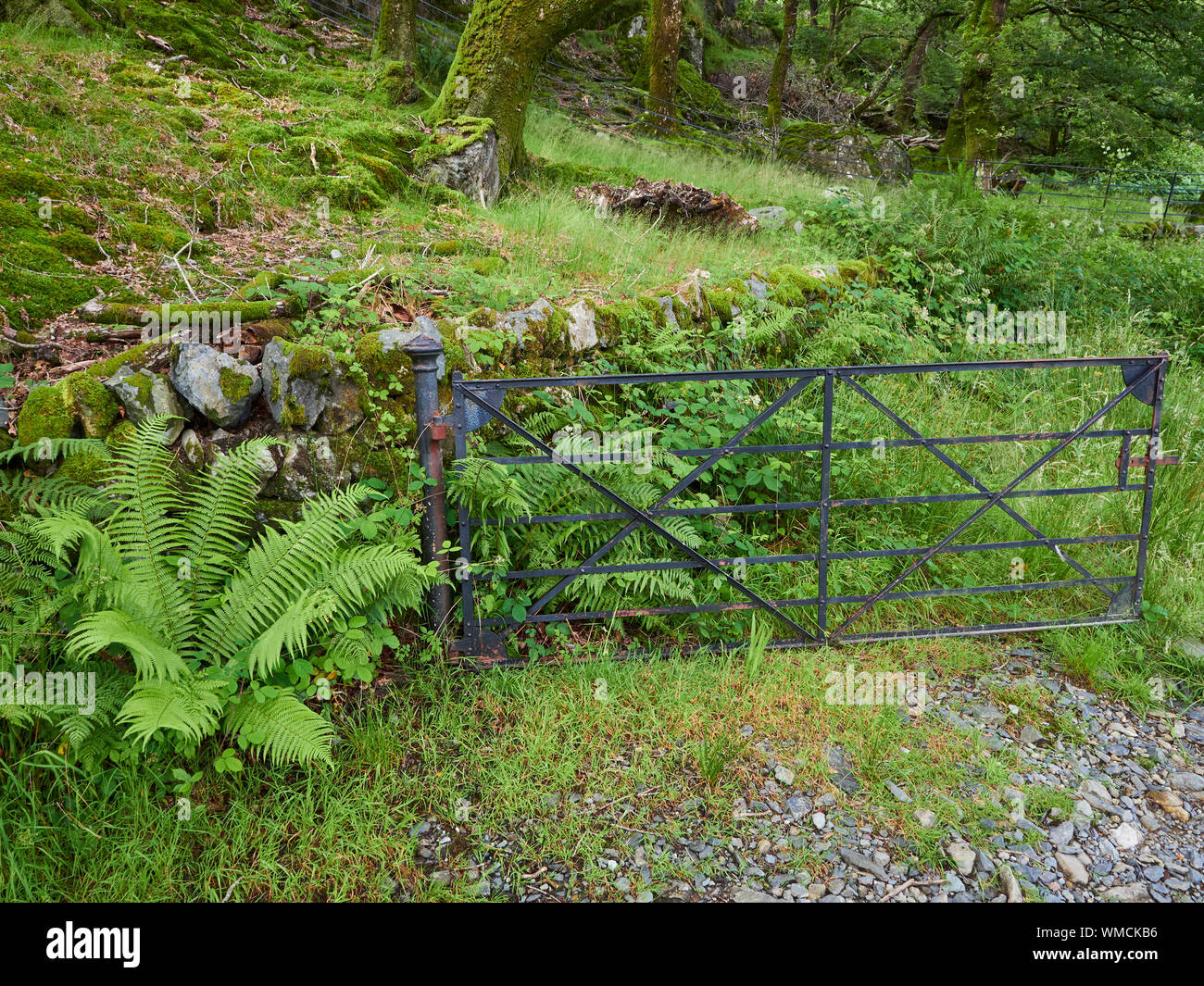 Ein 5 bar Metall Tor, schwarz mit einigen Grundierung durch öffnen sich in einem Wald gemalt wurde. Stockfoto