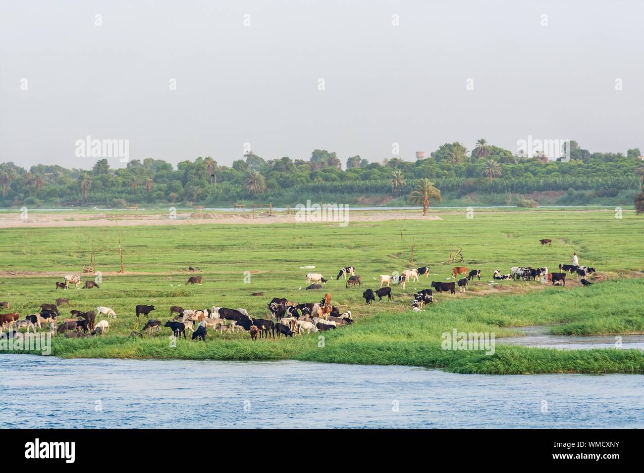 Vieh oder Vieh grasen am Ufer des Nils, Ägypten Stockfoto