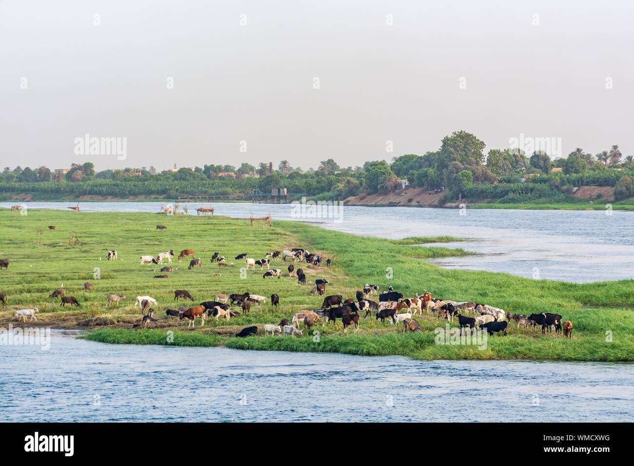 Vieh oder Vieh grasen am Ufer des Nils, Ägypten Stockfoto