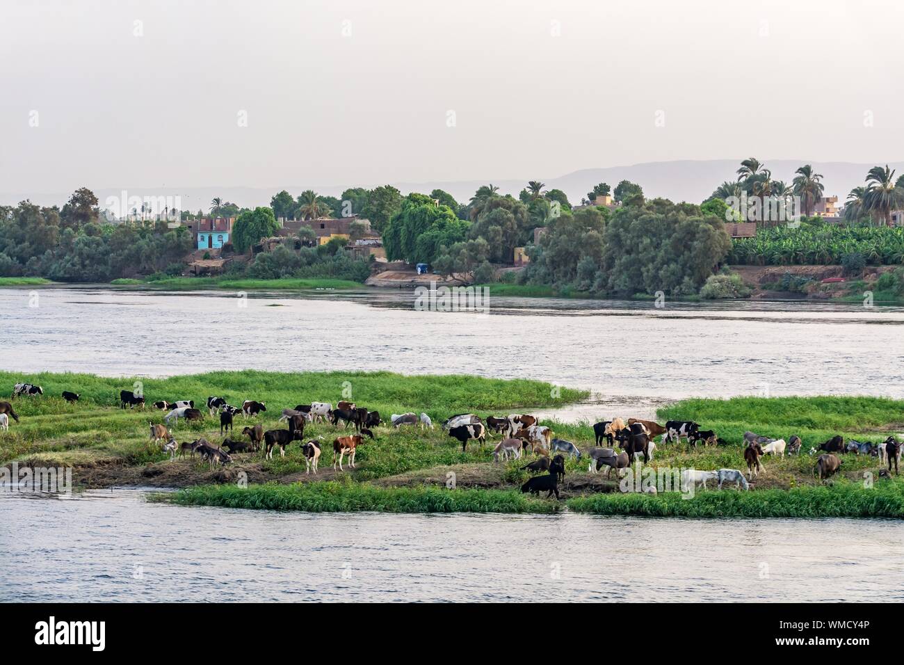 Vieh oder Vieh grasen am Ufer des Nils, Ägypten Stockfoto