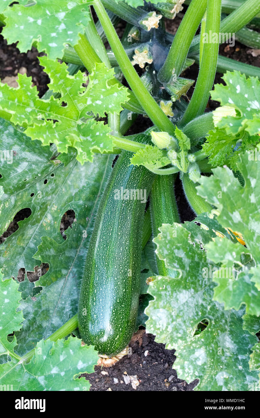 Cucurbita Pepo, Zucchini, Zucchini Pflanze, kleine Squash - im Grunde ein  Baby Knochenmark. Halb begraben Kunststoff Flasche wird verwendet, um die  Wurzeln der Pflanze Wasser Stockfotografie - Alamy