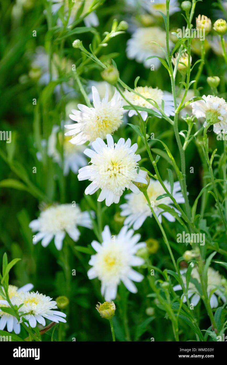 Die weißen Blüten der Kalimeris dioicus 'Hortensis', doppelte japanische aster' Hortensis', Japanisch aster' Hortensis' Stockfoto