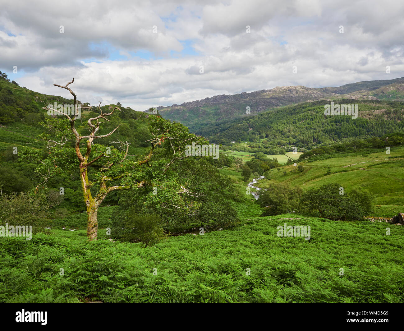 Anzeigen eines einsamen toten Baum im Snowdonia National Park von der Watkin Pfad mit dem Fluss Cwn Llançà im Hintergrund an einem Sommertag, Wales, Großbritannien Stockfoto