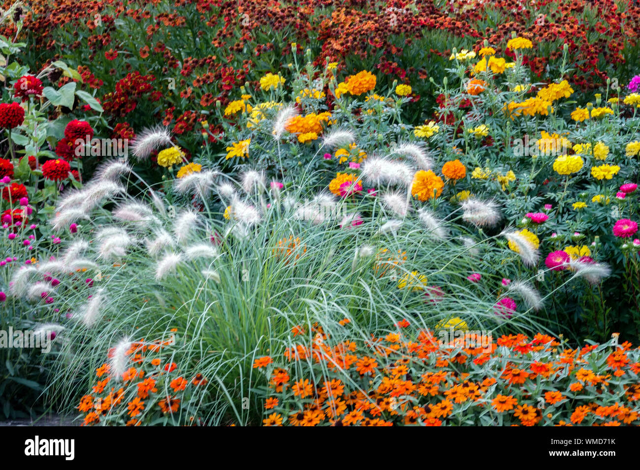 Schönen Garten Grenze, bunte Blumen, gemischt jährlichen und mehrjährigen Pflanzen Pflanzen im Sommer Blumenbeet, Pennisetum, Zinnien, Sneezeweeds Stockfoto