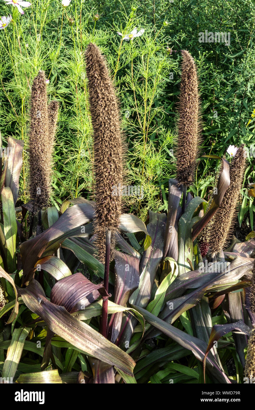 Pennisetum glaucum 'Purple Majesty', Pearl millet schöne lebhafte Anlage in einem Blumenbeet Zeile, Reifung Ohr von Getreide Stockfoto