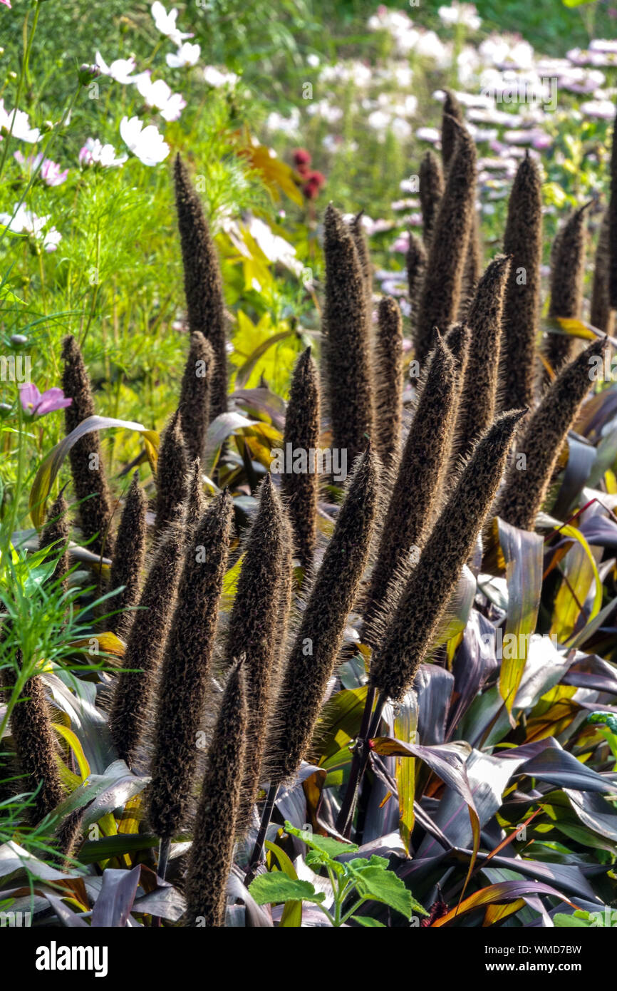 Pennisetum glaucum 'Purple Majesty', Pearl millet schöne lebhafte Anlage in einem Blumenbeet Zeile, Reifung Ohr von Getreide Stockfoto