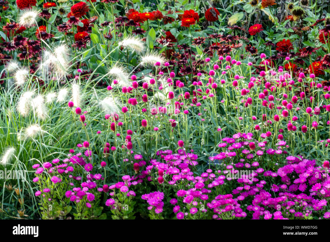 Schöne Gartenränder, bunte Blumen, gemischte Einjährige und Stauden Pflanzen im Sommerblumenbett, Pennisetum, Zinnias, Purple Aster Asters Stockfoto