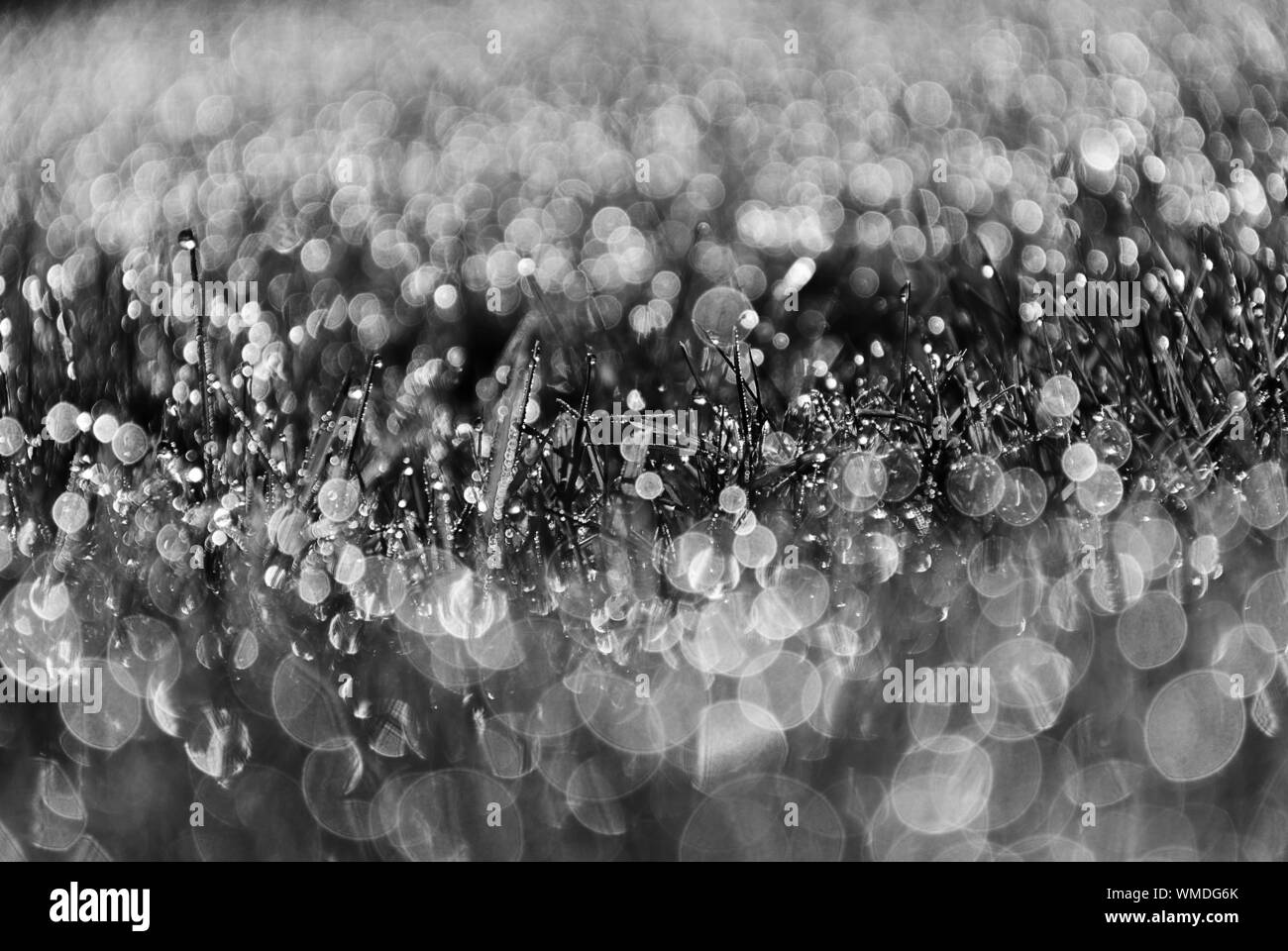 Frischem grünem Gras Hintergrund, mit bokeh Effekte bei Sonnenaufgang. Sonnenuntergang. Grüne und helle Textur. Stockfoto