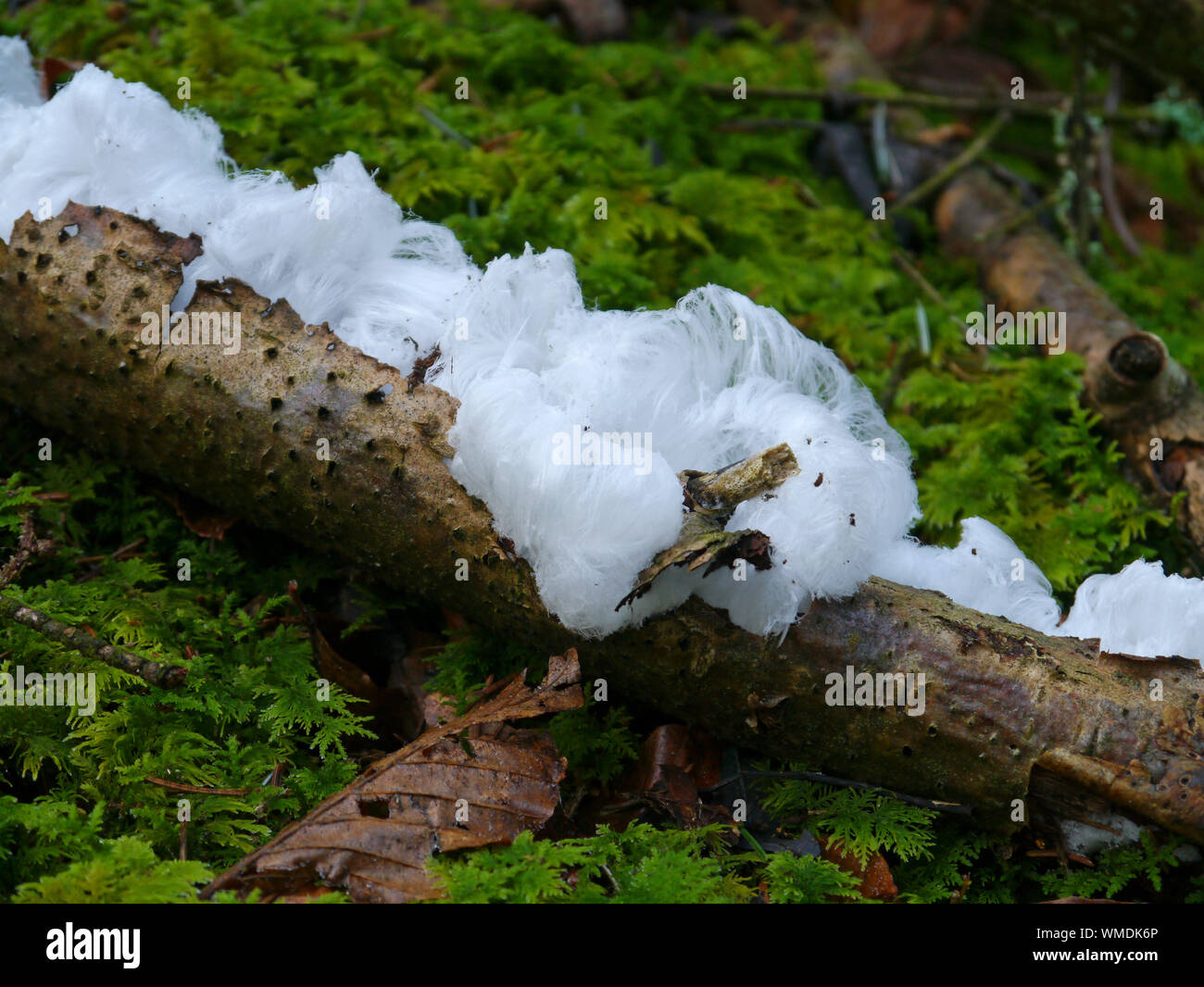 Haar Eis auf einem Buche Zweig Stockfoto