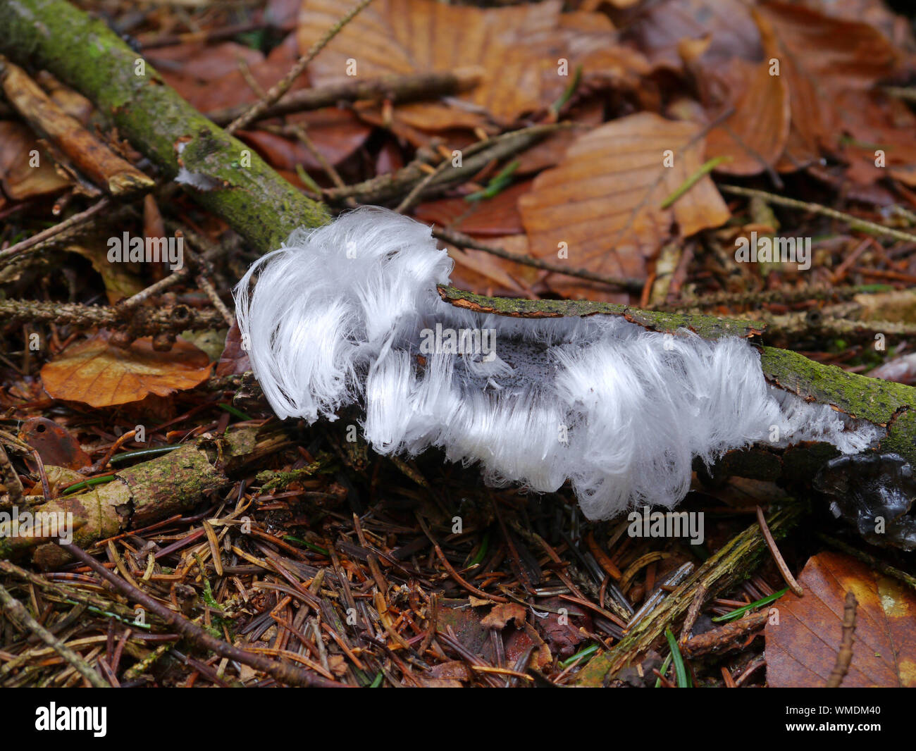 Haar Eis auf einem Buche Zweig Stockfoto