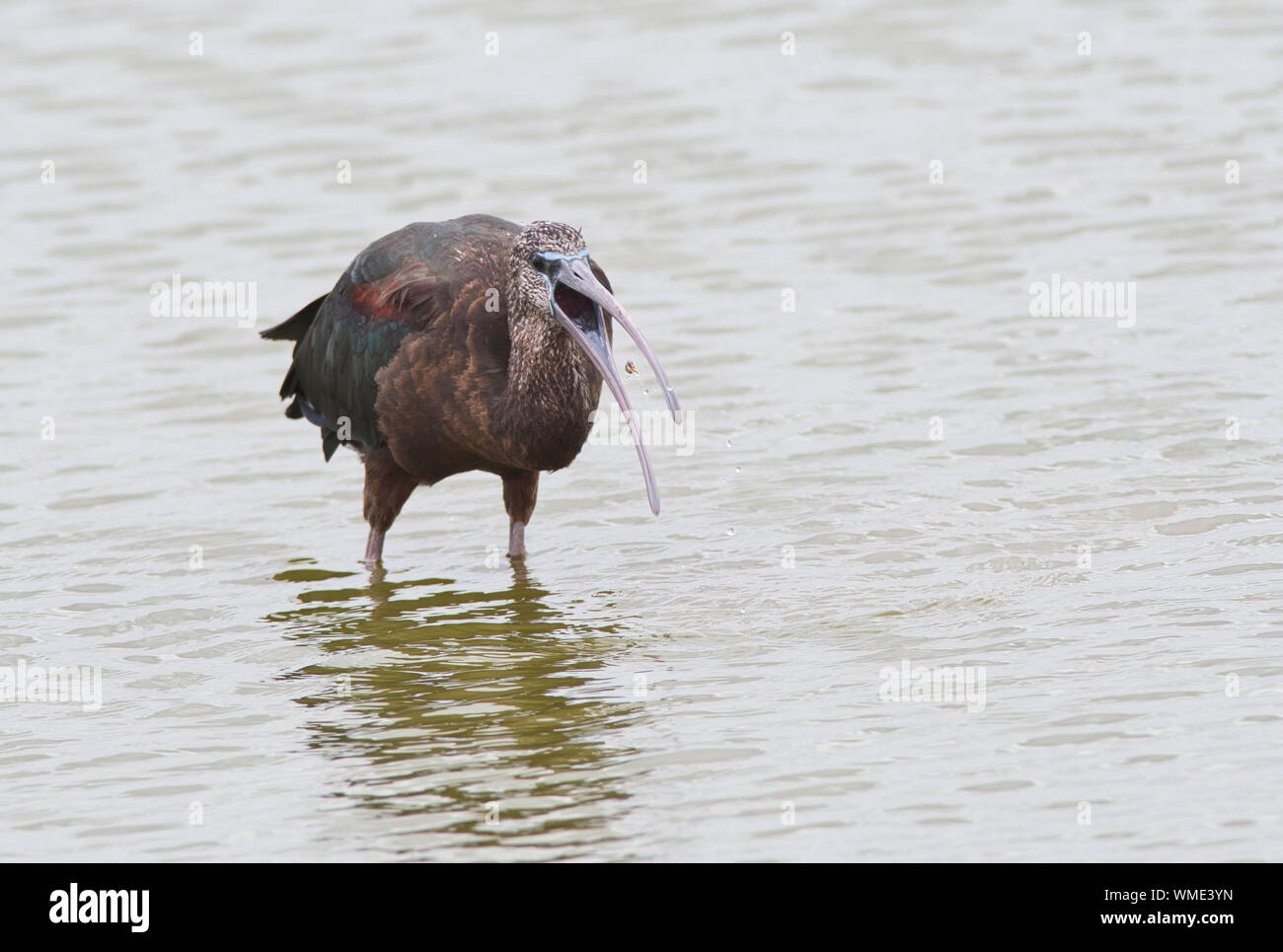 Glossy ibis (Plegadis falcinellus) Nahrungssuche im flachen Wasser. Der Vogel ist gefangen, was scheint, eine Schnecke oder andere kleine Muschel. Stockfoto