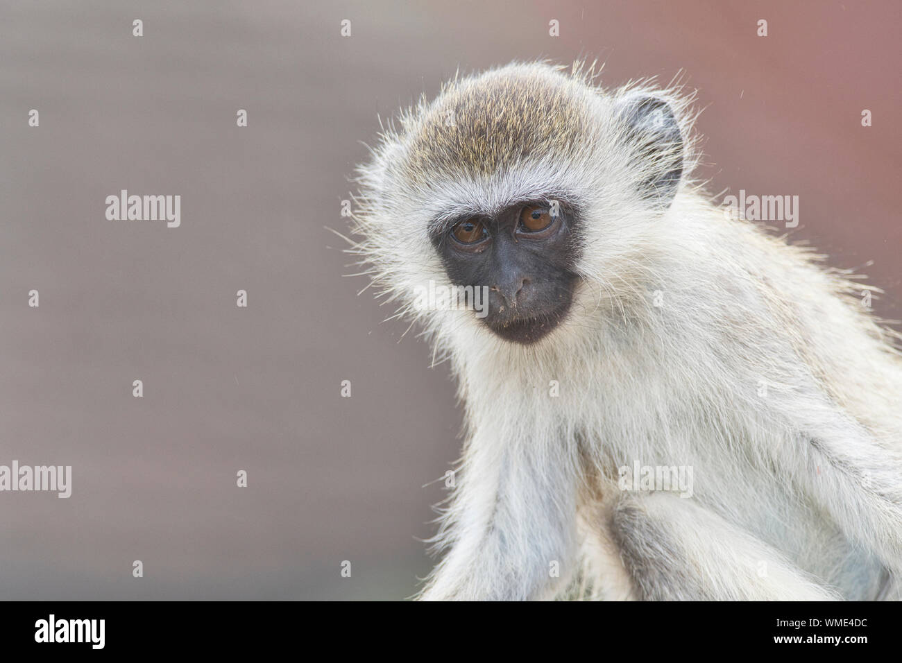 Schwarz-grüne Meerkatzen (Cercopithecus pygerythrus). Porträt eines jungen Erwachsenen. Stockfoto