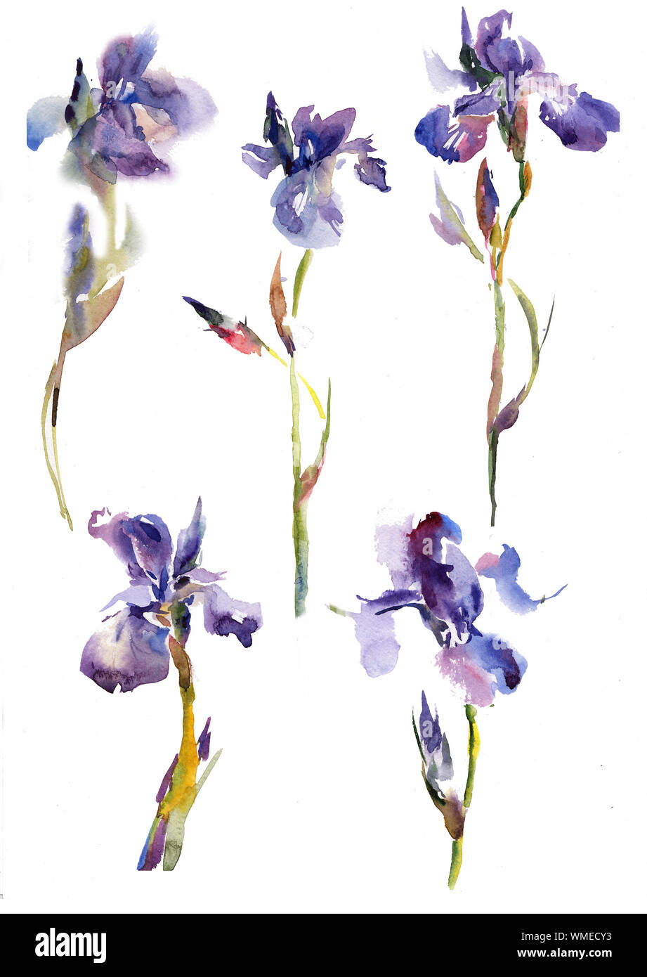 Sammlung Sammlungen von Purple lily iris Blumen. Hand zeichnen Aquarell Grün und Lila und Blau Blumen ornament Stockfoto