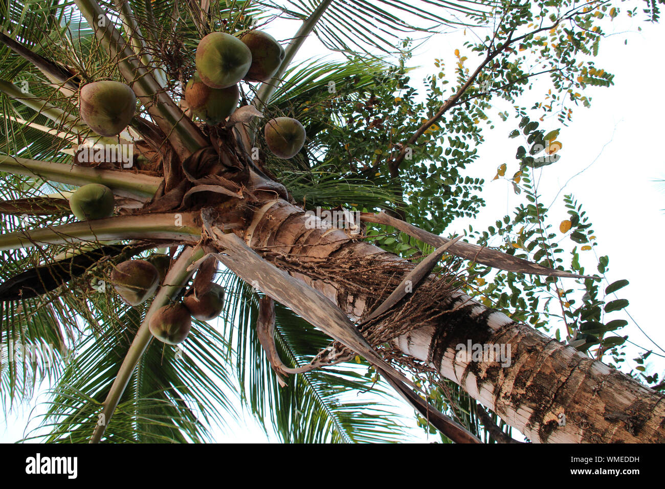 Kokospalme auf khone Insel (Laos) Stockfoto