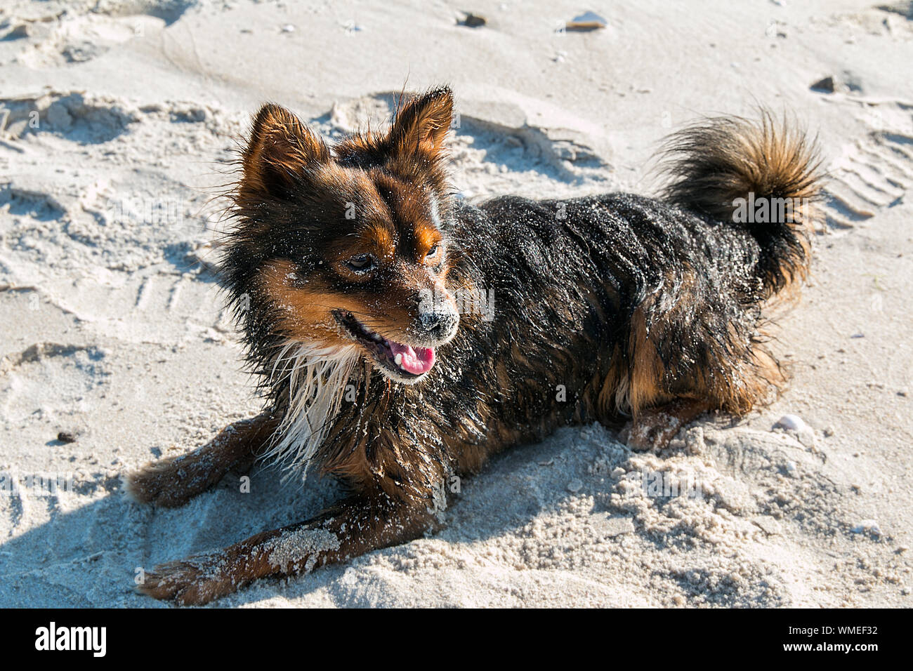 Hund am Strand im Sand gewickelt Stockfoto