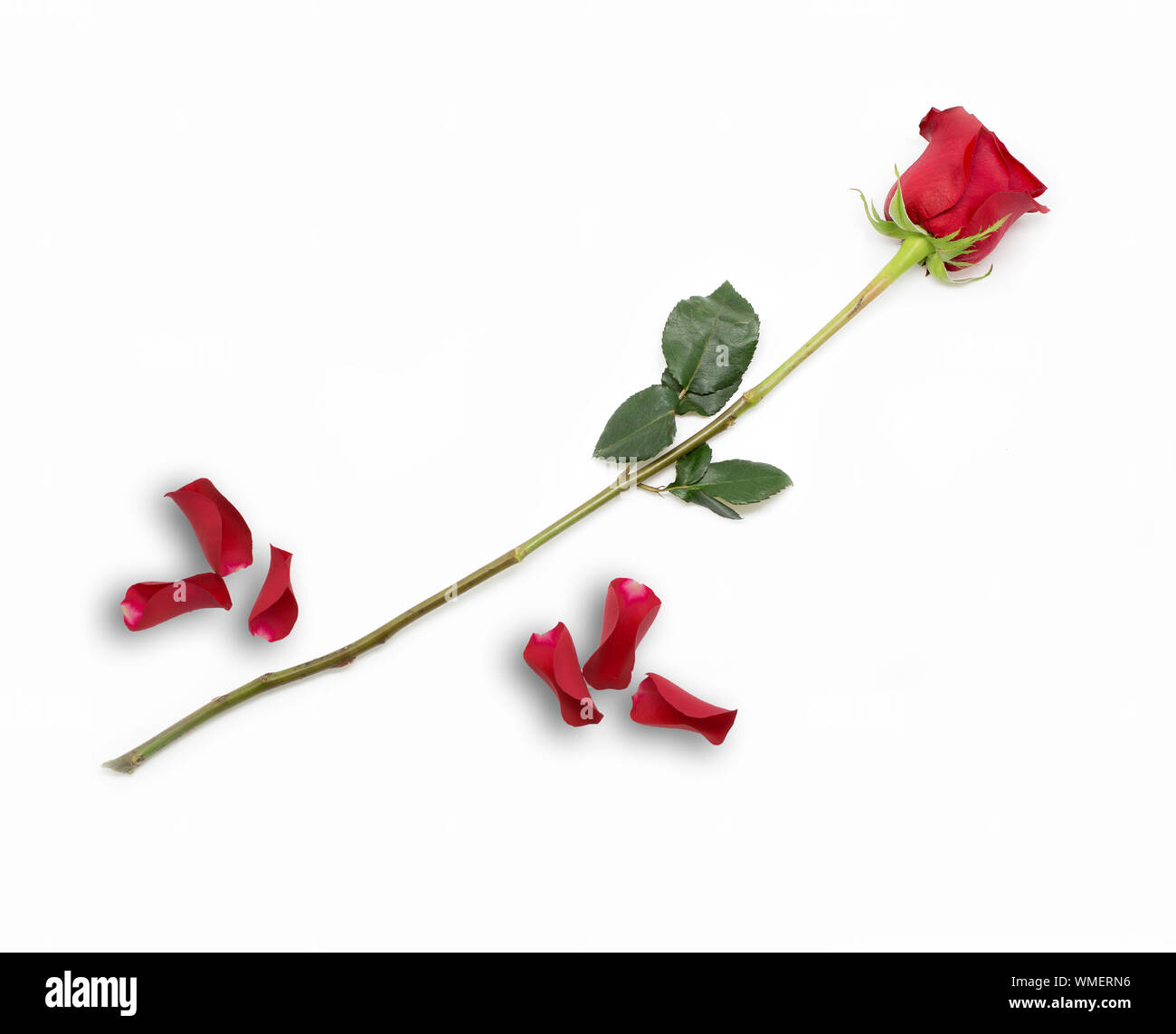 Schöne single red rose mit Blüten auf weißem Hintergrund Stockfoto