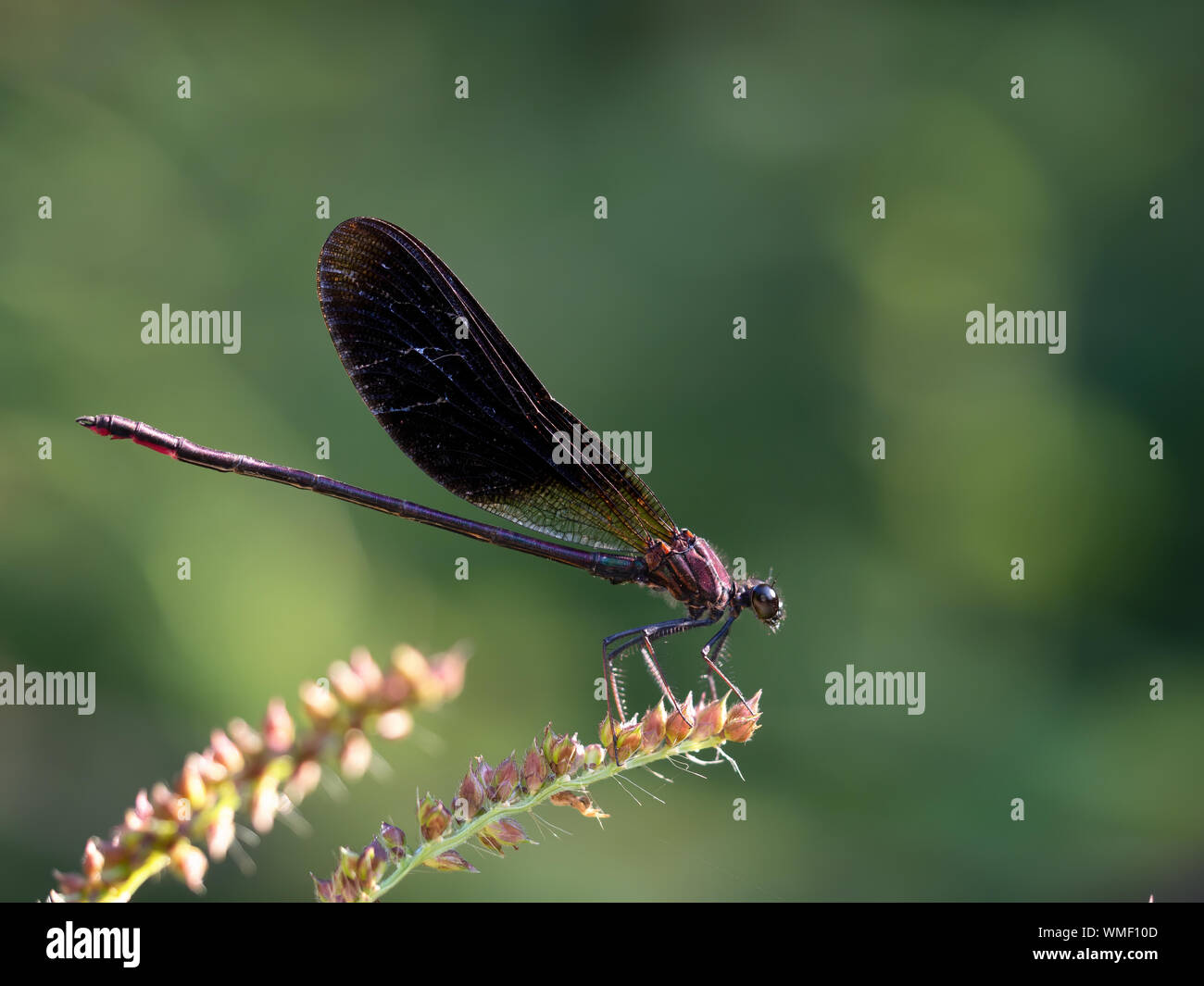 Damselfly Calopteryx haemorrhoidalis aka Kupfer oder Mediterranen demoiselle. Stockfoto