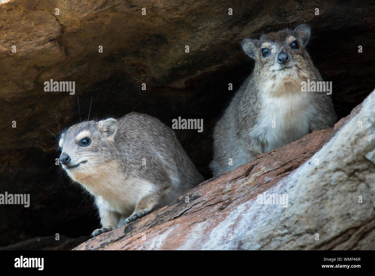 Klippschliefer (Procavia capensis) Tarangire Nationalpark, Tansania. Stockfoto