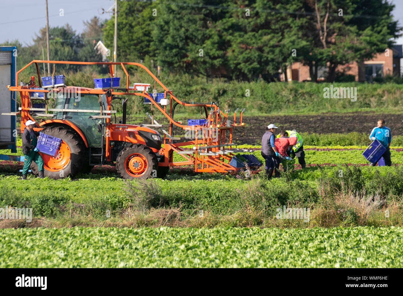 Tarleton, Lancashire. Uk Wetter. 5. September 2019. Die hellen sonnigen Bedingungen für die Ernte von Ende Saison Salat ernten. EU-Staatsangehörige Hand schneiden und verpacken Kopfsalat für Supermarkt Bestellungen im Bereich der Lancashire als "ALA-D-Bowl" der britischen bekannt. Im Falle des No Deal Brexit, Änderungen der Geschäftsordnung kann die landwirtschaftlichen Betriebe. Die britischen Landwirte können gezwungen werden, Tausende von Pfund wert von Gemüse zu verrotten in ihren Bereichen zu verlassen, da ein Rückgang der Zahl der landwirtschaftlichen Arbeitnehmer aus der Europäischen Union (EU) Kredit; MediaWorldImages/AlamyLiveNews Stockfoto