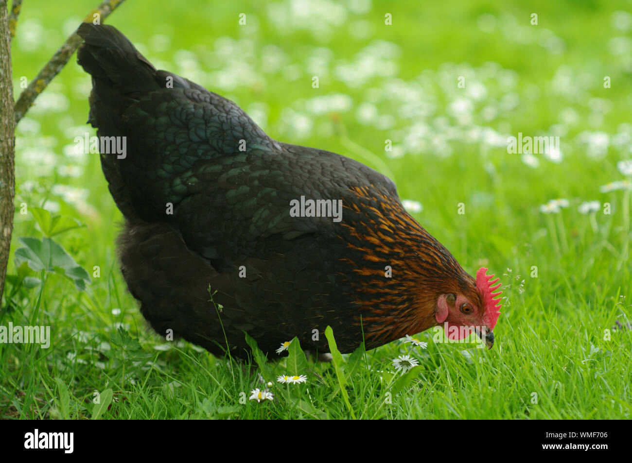 Hahn blumenwiese -Fotos und -Bildmaterial in hoher Auflösung – Alamy