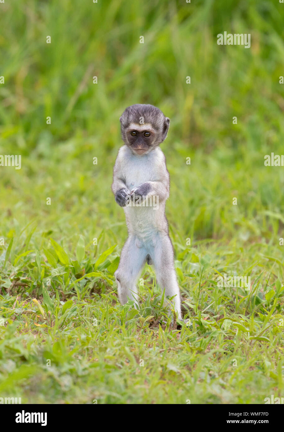 Meerkatze (Chlorocebus aethiops) Junge, Ndutu, Ngorongoro Conservation Area, südliche Serengeti, Tansania. Stockfoto