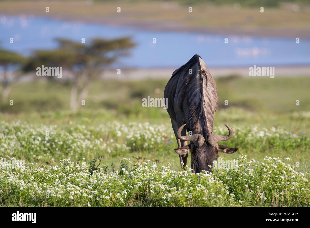 Streifengnu (connochaetes Taurinus), Wildblumen, Ndutu, Ngorongoro Conservation Area, südliche Serengeti, Tansania. Stockfoto