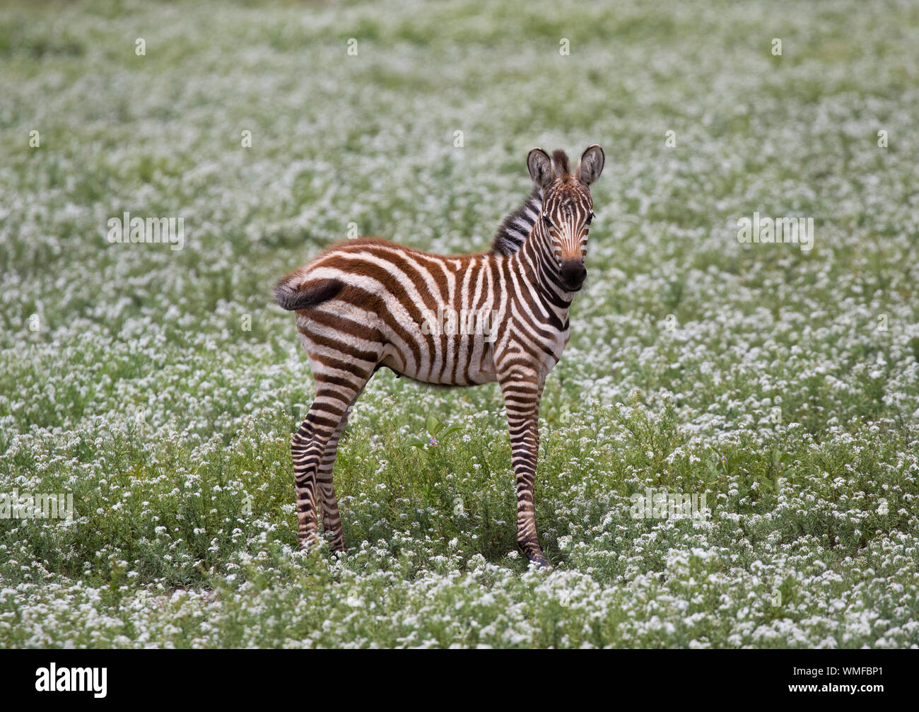 Plains oder Burchell's Zebra (Equus quagga) Junge mit braunen und weißen gestreifte Fell, wie es wächst die braune Fell schwarz, Ndutu, Ngorongoro Gestalteri Stockfoto