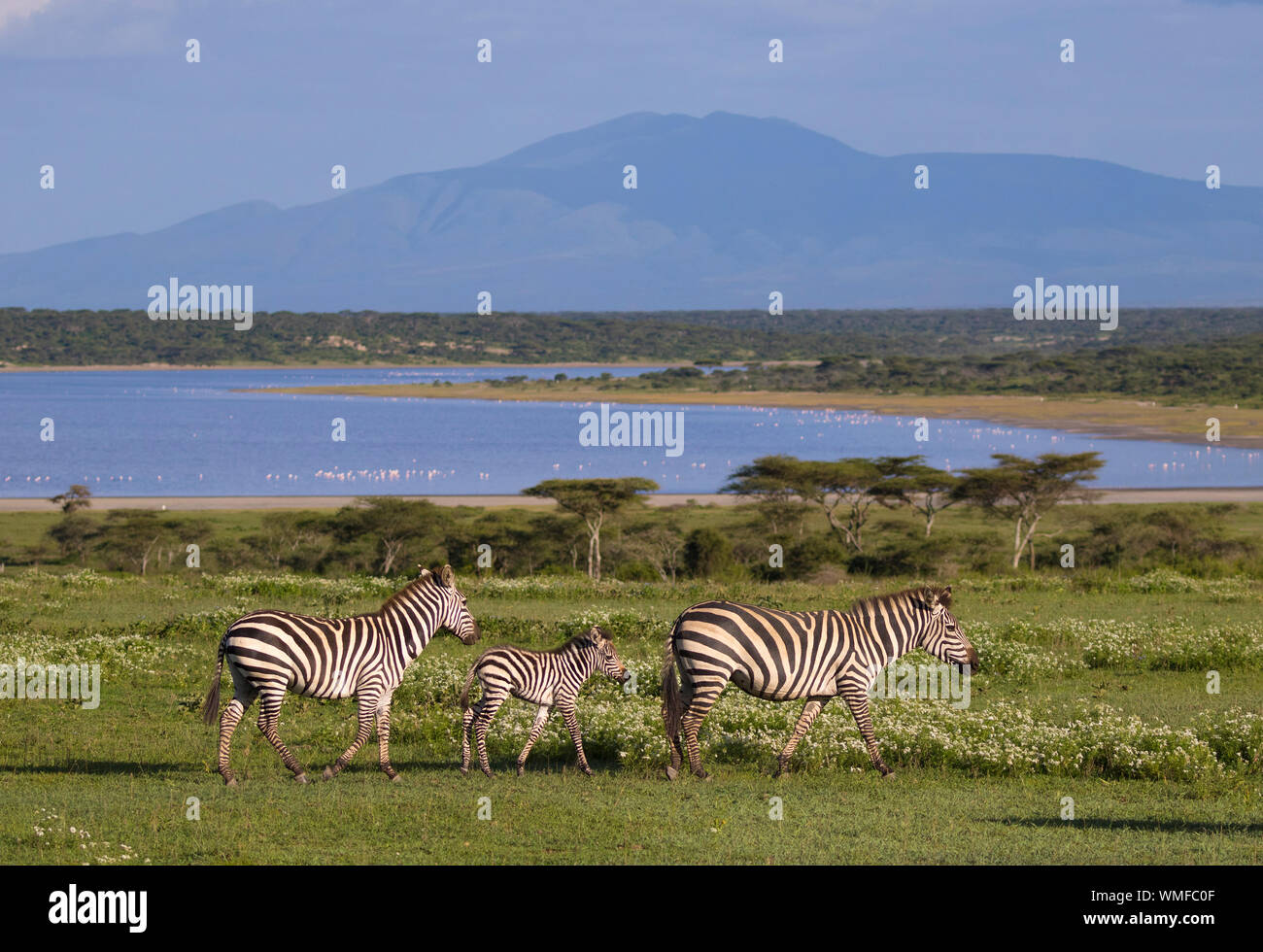 Plains oder Burchell's Zebra (Equus quagga) Gruppe mit Lake Ndutu im Hintergrund, Ndutu, Ngorongoro Conservation Area, südliche Serengeti, Tansania. Stockfoto