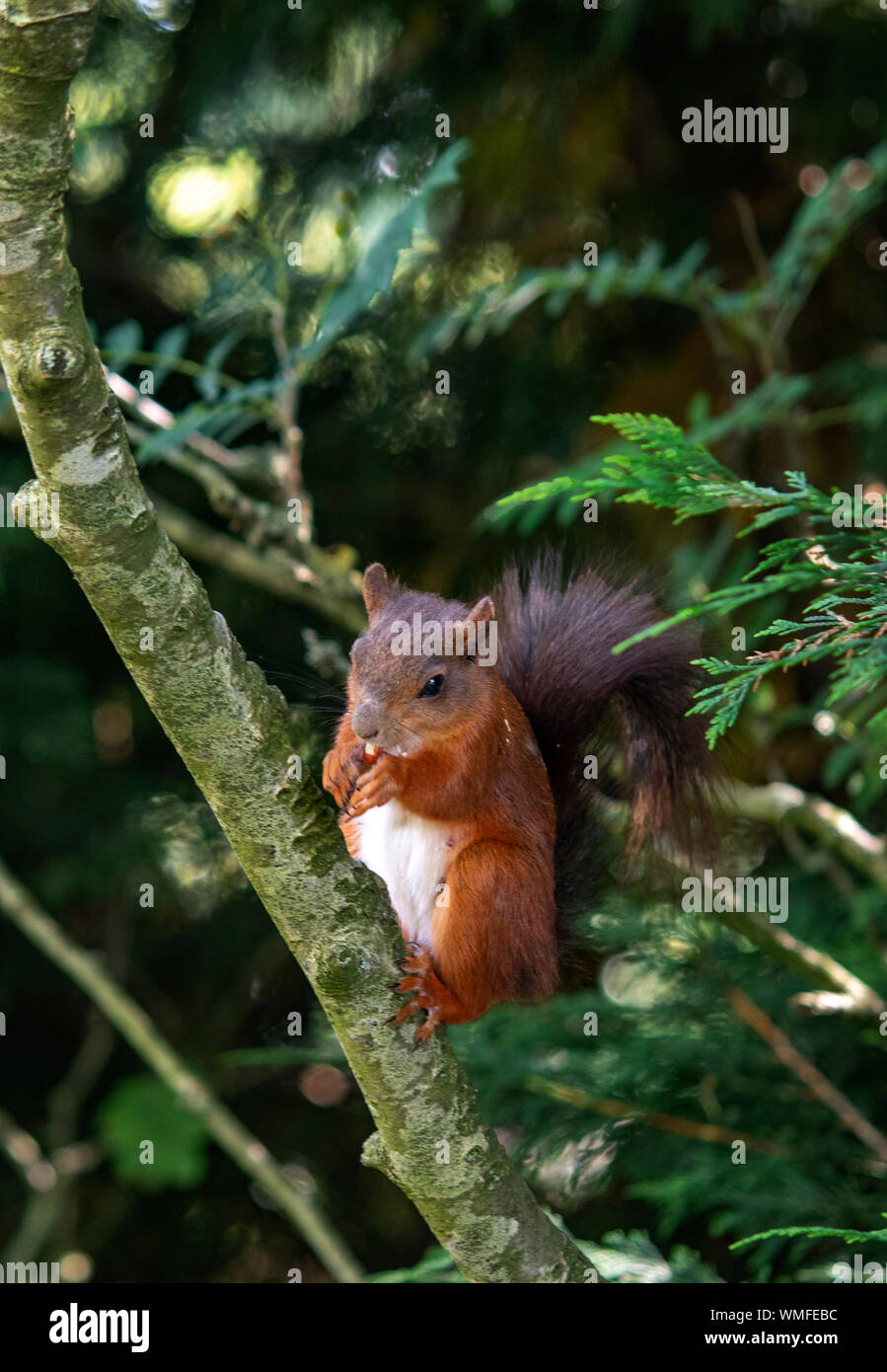 Wilde rote Eichhörnchen in den Bäumen auf der Suche nach Muttern Stockfoto