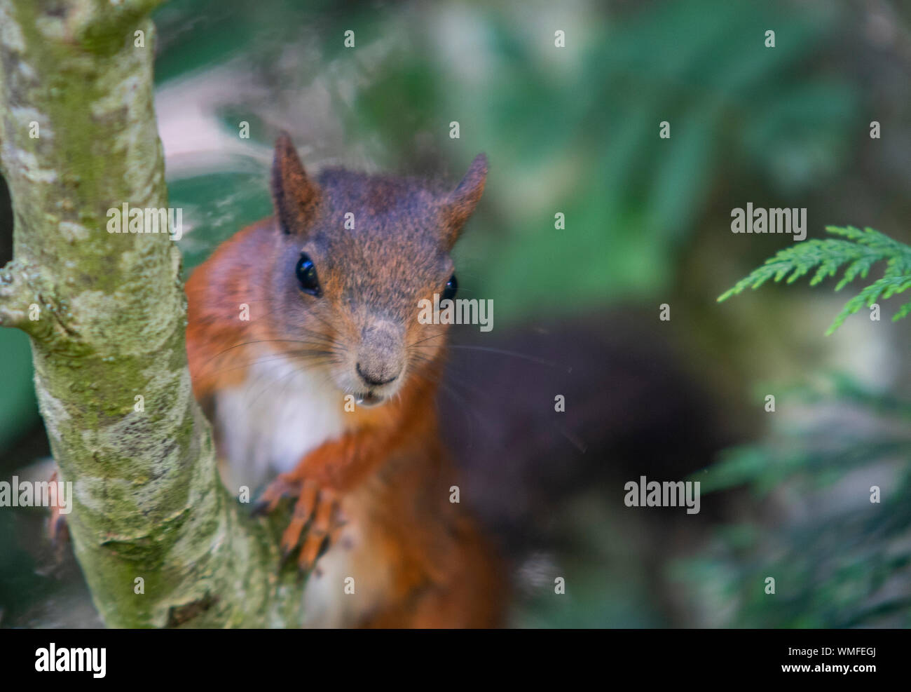 Wilde rote Eichhörnchen in den Bäumen auf der Suche nach Muttern Stockfoto