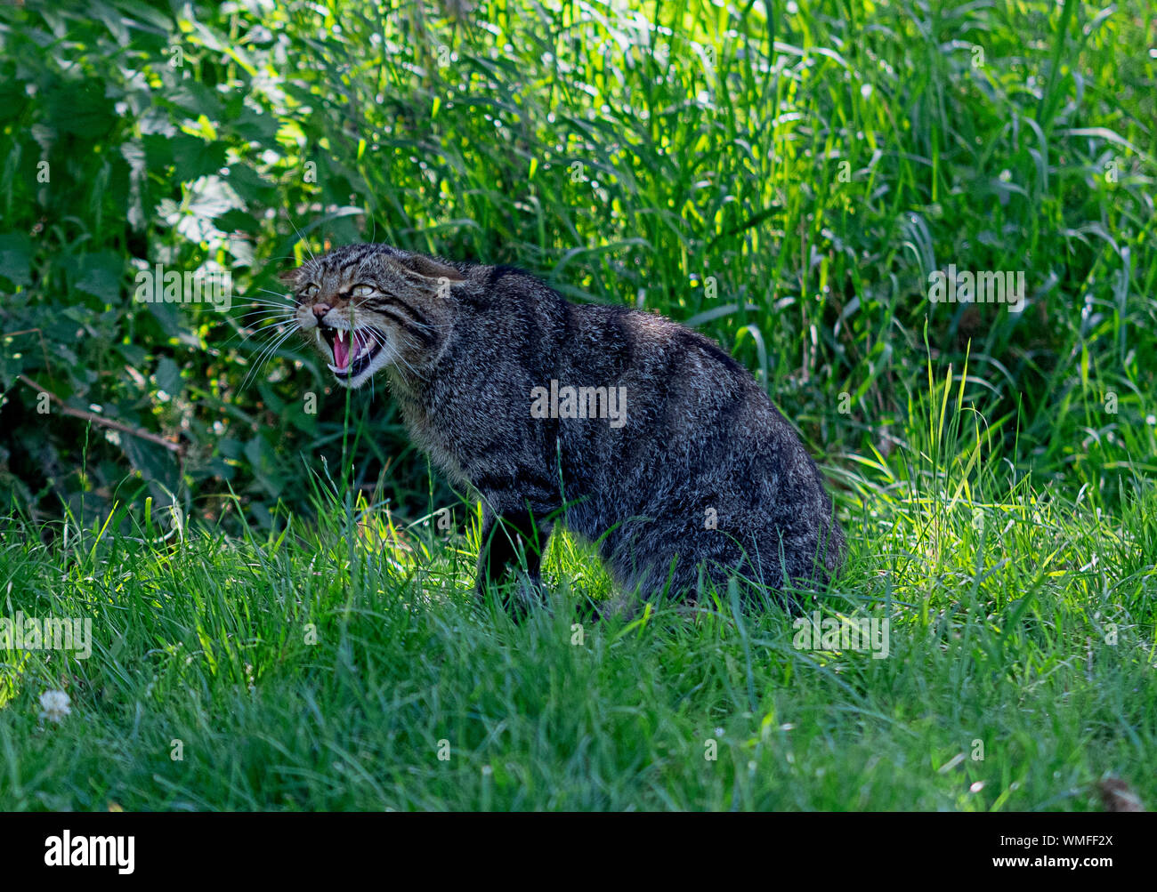 Schottische Wildkatze, zischend in Ärger Stockfoto