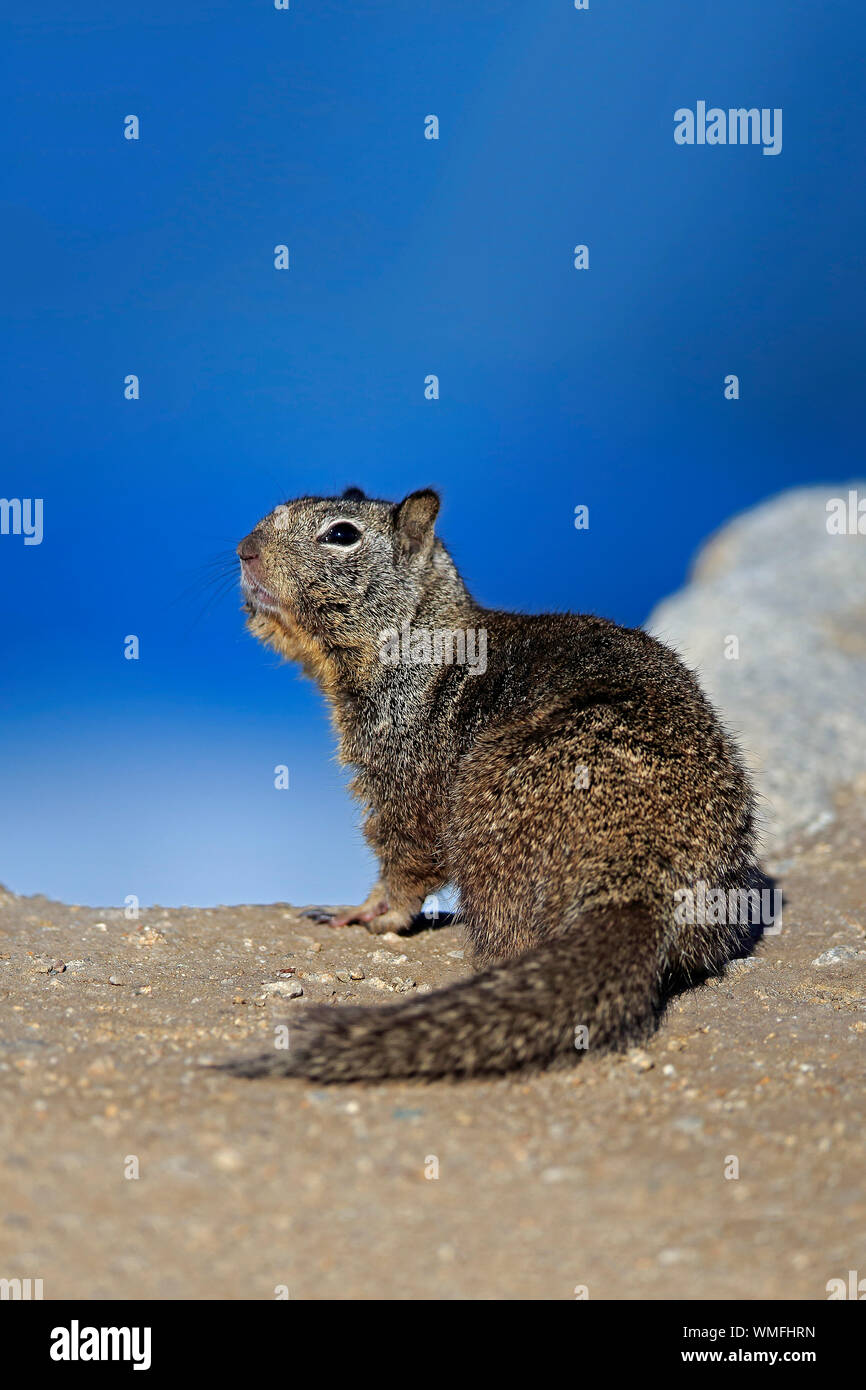 Kalifornien Erdhörnchen, Erwachsener, Monterey, Kalifornien, Nordamerika, USA, (Citellus beecheyi) Stockfoto