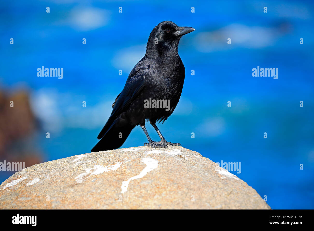 American Crow, Erwachsenen auf dem Rock, Monterey, Kalifornien, Nordamerika, USA, (Corvus brachyrhynchos) Stockfoto