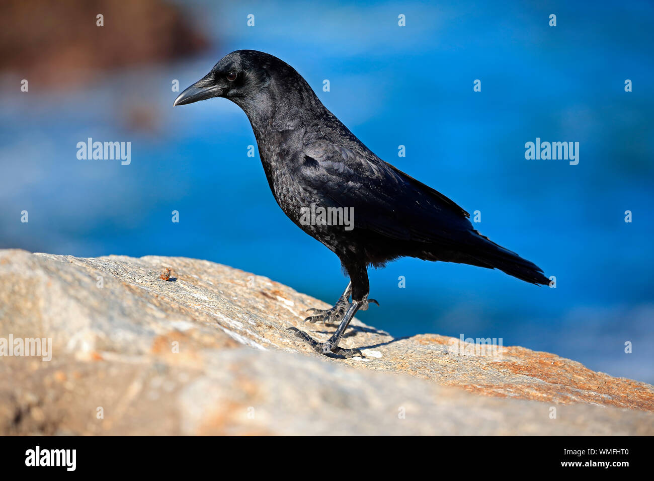 American Crow, Erwachsenen auf dem Rock, Monterey, Kalifornien, Nordamerika, USA, (Corvus brachyrhynchos) Stockfoto