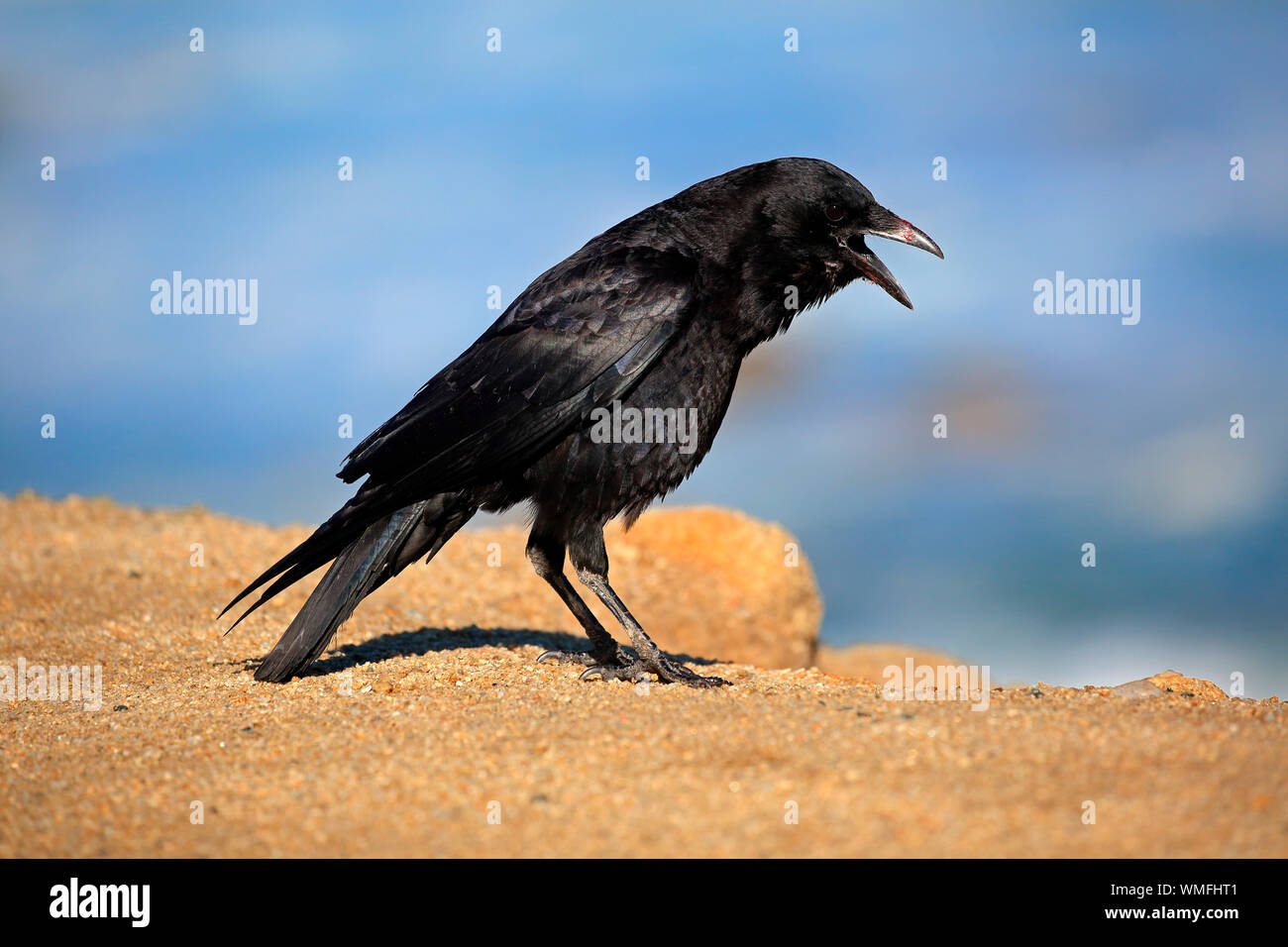 American Crow, Erwachsenen auf dem Rock, Monterey, Kalifornien, Nordamerika, USA, (Corvus brachyrhynchos) Stockfoto
