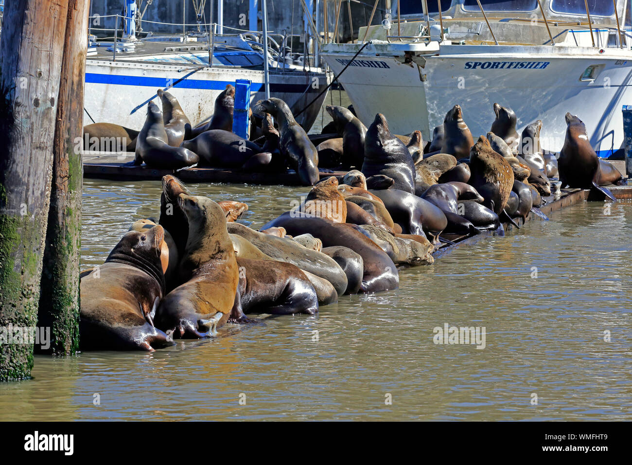 Kalifornische Seelöwe, Gruppe der Erwachsenen, Elkhorn Slough, Monterey, Kalifornien, Nordamerika, USA, (zalophus californianus) Stockfoto