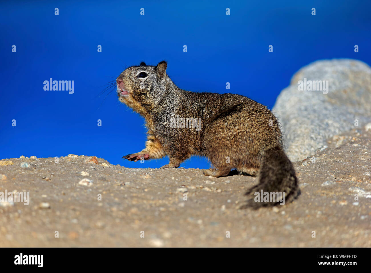 Kalifornien Erdhörnchen, Erwachsener, Monterey, Kalifornien, Nordamerika, USA, (Citellus beecheyi) Stockfoto
