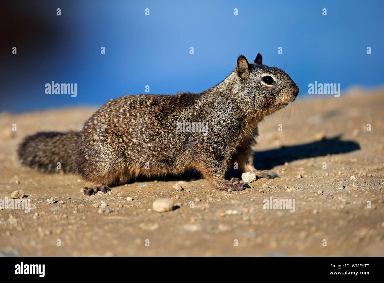 Kalifornien Erdhörnchen, Erwachsener, Monterey, Kalifornien, Nordamerika, USA, (Citellus beecheyi) Stockfoto