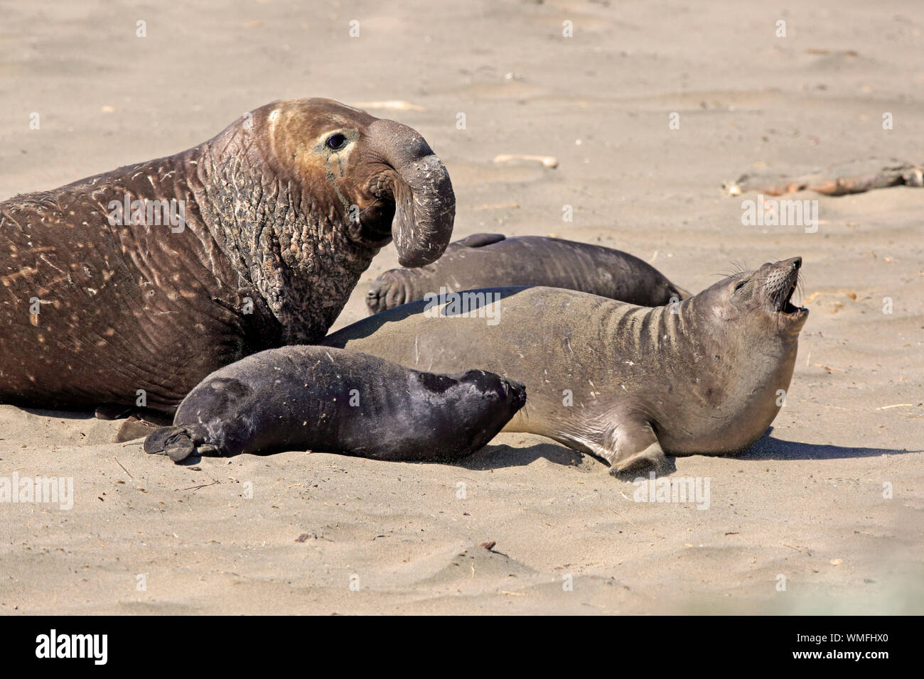 Northern Elephant Seal, Piedras Blancas Rookery, San Simeon, San Luis Obispo County, Kalifornien, Nordamerika, USA, (Mirounga leonina angustirostris) Stockfoto