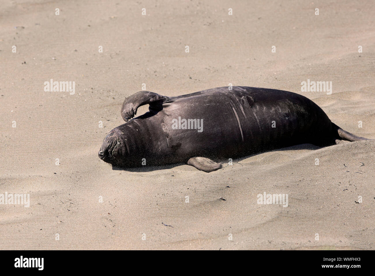 Northern Elephant Seal, Junge, Piedras Blancas Rookery, San Simeon, San Luis Obispo County, Kalifornien, Nordamerika, USA, (Mirounga leonina angustirostris) Stockfoto