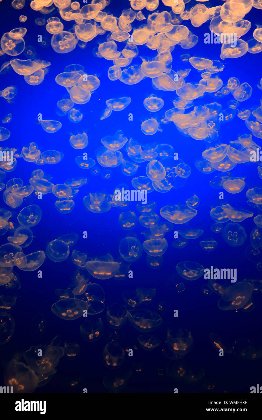 Mond Gelees, Monterey, Kalifornien, Nordamerika, USA, (Aurelia labiata) Stockfoto