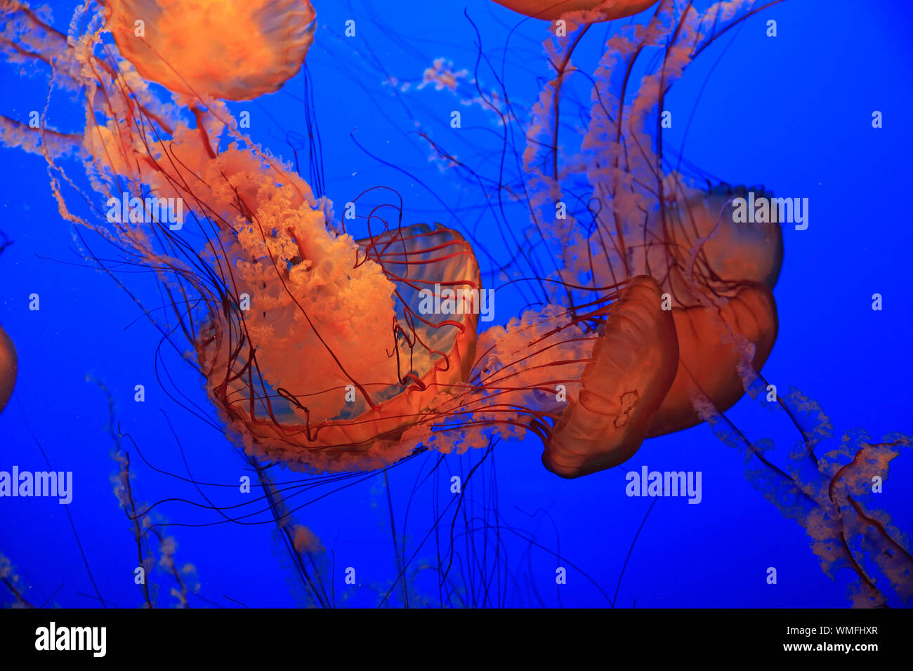 Meer Brennessel, Monterey, Kalifornien, Nordamerika, USA, (Chrysaora Fuscescens) Stockfoto