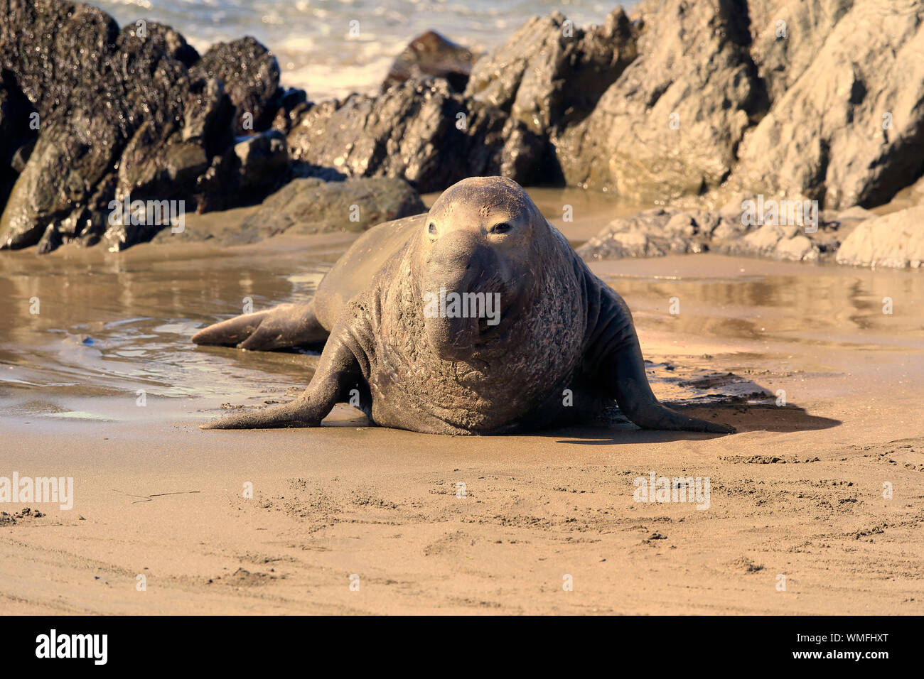 Northern Elephant Seal, erwachsenen männlichen, Piedras Blancas Rookery, San Simeon, San Luis Obispo County, Kalifornien, USA, (Mirounga leonina angustirostris) Stockfoto