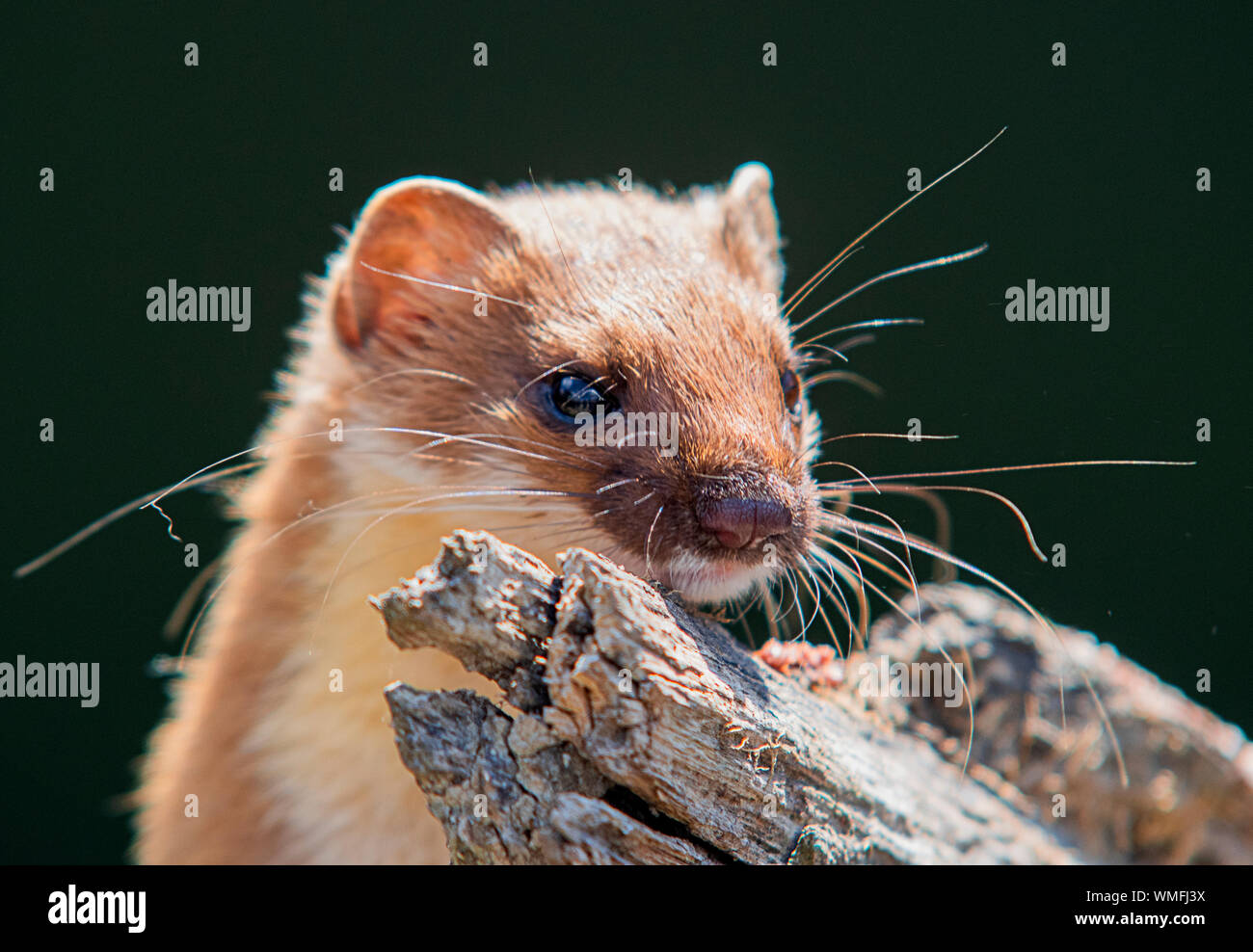 Weasel, Britische Säugetier klettern Anmelden Stockfoto