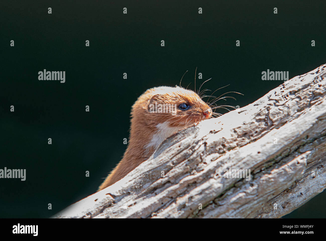 Weasel, Britische Säugetier klettern Anmelden Stockfoto