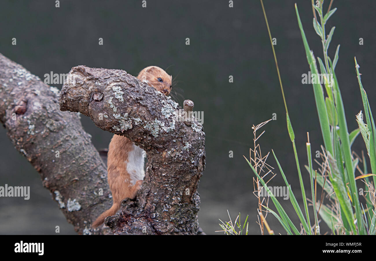 Weasel, Britische Säugetier klettern Anmelden Stockfoto