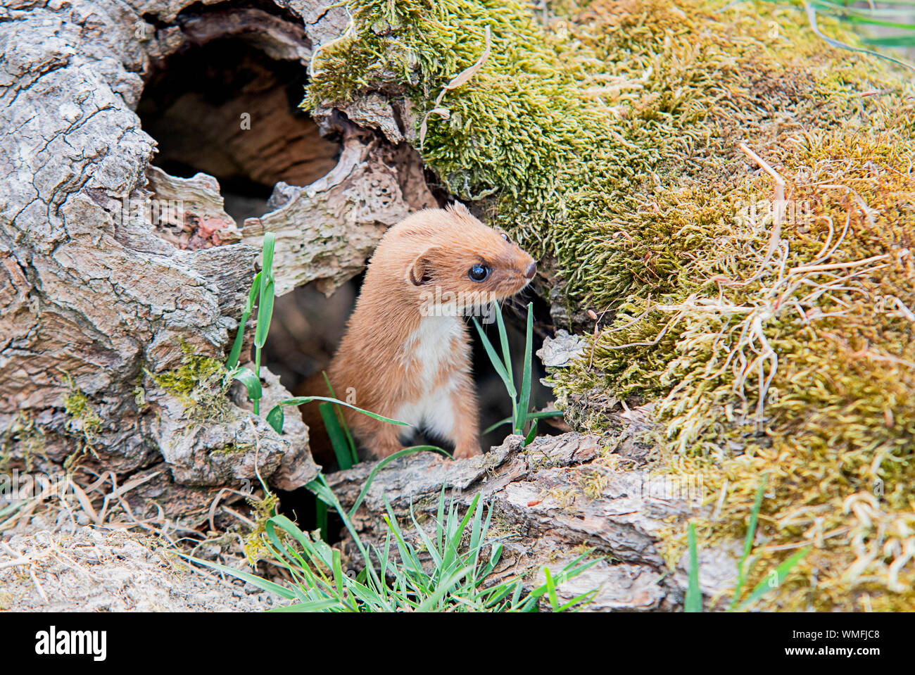 Eine Wild Weasel knallt seinen Kopf aus der Log Stockfoto