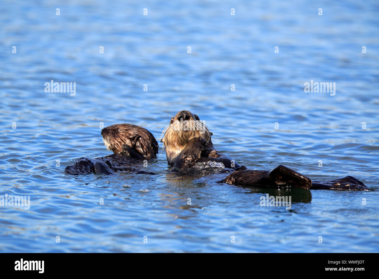 Sea Otter, Erwachsene mit Jungen, Elkhorn Slough, Monterey, Kalifornien, Nordamerika, USA, (Enhydra lutris) Stockfoto