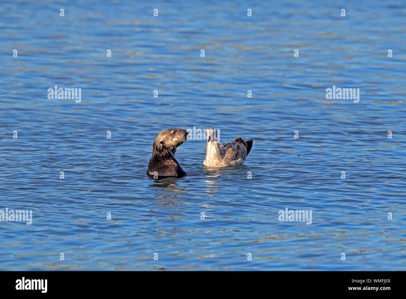 Sea Otter, Erwachsene mit westlichen Möwe in Nicht Zucht Gefieder, Elkhorn Slough, Monterey, Kalifornien, USA, (Enhydra lutris), (Larus occidentalis) Stockfoto