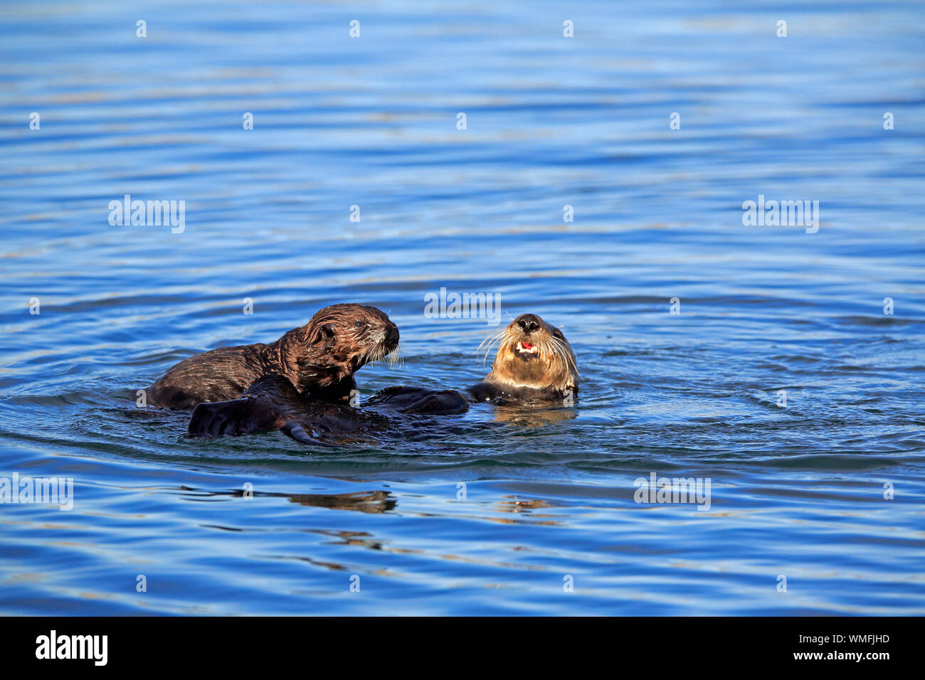 Sea Otter, Erwachsene mit Jungen, Elkhorn Slough, Monterey, Kalifornien, Nordamerika, USA, (Enhydra lutris) Stockfoto